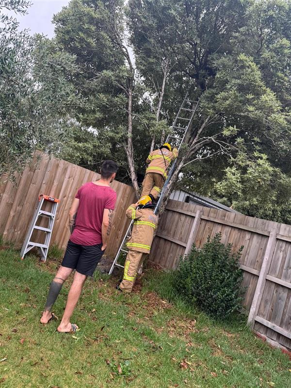 Cat rescued in Carrum Downs